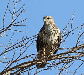 Common Buzzard, Buteo buteo