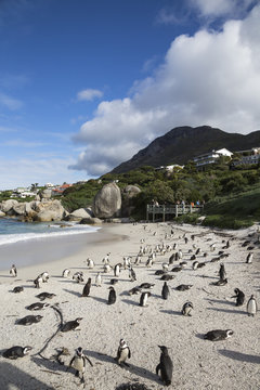 African penguins (Spheniscus demersus) on Foxy Beach, Table Mountain National Park, Simon's Town, Cape Town