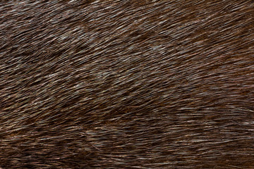 Dark fur mink. Fur texture.