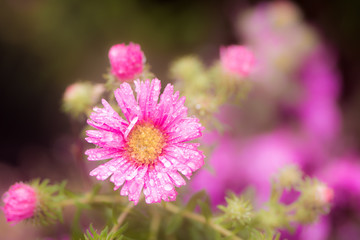 Raindrops on a pink aster flower blossom