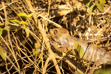 Malagasy giant chameleon, Furcifer oustaleti one of the largest Chameleons, grow up to 70 cm