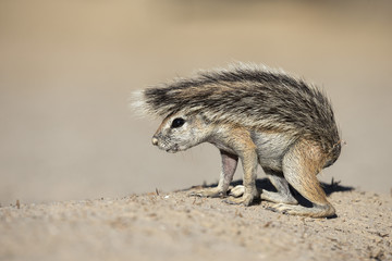 Ground squirrel (Xerus inauris) young, Kgalagadi Transfrontier Park, Northern Cape