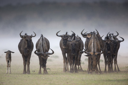 Common (blue) wildebeest (gnu), (Connochaetes taurinus), in rainstorm, Kgalagadi Transfrontier Park