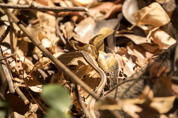 thin snake probably genus Liophidium,  reservation Ankarana, Madagascar