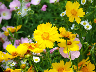 Happiness is like the flowers