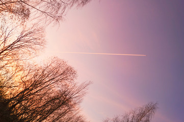 Leaves and plane's track on blue sky