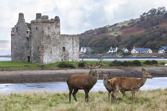 Red deer, Lochranza, Isle of Arran, Scotland