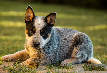 Cute photograph of a puppy sitting over a brick pattern