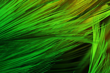 Green color trends chicken feather texture background