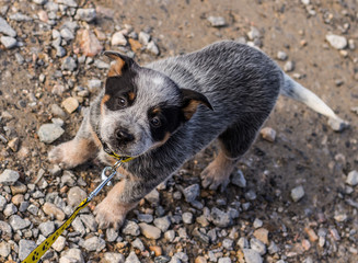 Top angle shot of a pup with a leash tied around its neck