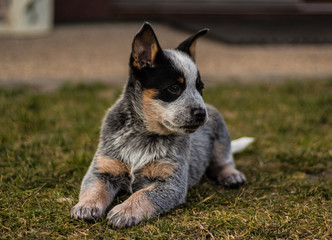 Naklejka na ściany i meble An adorable photograph of a mixed breed puppy seated on a grassland