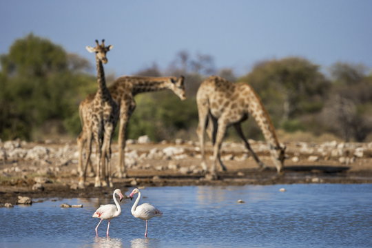 Giraffe (Giraffa camelopardalis) ,  greater flamingoes (Phoenicopterus ruber), Etosha National Park, Namibia 