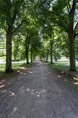 Fototapeta na wymiar Road surrounded by tall green trees on both sides