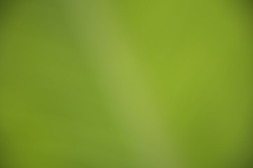 abstract green color with nature background. blurred gradient with garden.