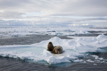 Walrus (Odobenus rosmarus) on pack ice, Spitzbergen, Svalbard