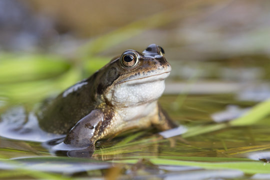 Common frog (Rana temporaria), Northumberland