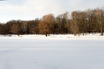 Winter landscape. Winter forest. Sunny day