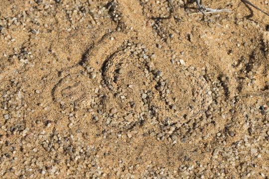 Peringuey's adder (sidewinding adder) (Bitis peringueyi), hiding in sand, Namib Desert, Namibia 
