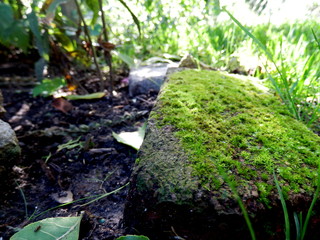 Mossy Stepping stone in shade of Garden Nature Zen Background