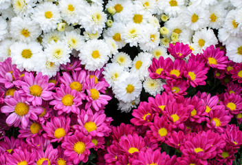 Daisy chrysanthemums background