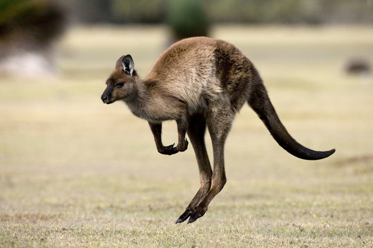 Kangaroo Island grey kangaroo (Macropus fuliginosus), Kelly Hill Conservation, Kangaroo Island, South Australia
