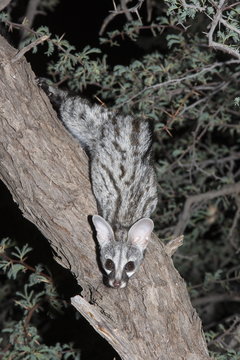 Small spotted genet (Genetta genetta), Kgalagadi Transfrontier Park
