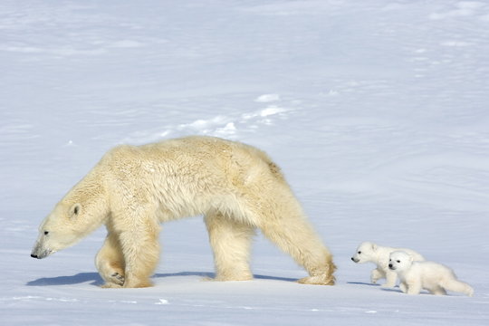 Polar bear (Ursus maritimus) mother with twin cubs, Wapusk National Park, Churchill, Hudson Bay, Manitoba, Canada