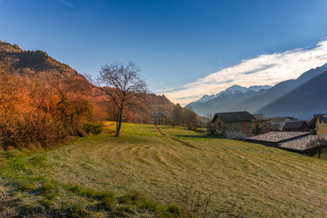 trees on winter with montain, sun and clouds on background
