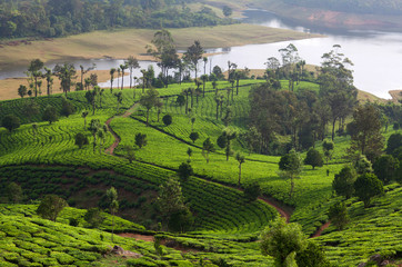 Tea plantations in Munnar, Kerala, South India