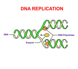 DNA replication on white. Education info graphic.