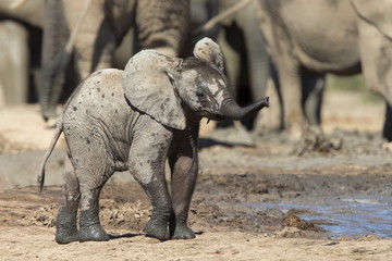 African elephant calf (Loxodonta africana) at Hapoor waterhole, Addo Elephant National Park