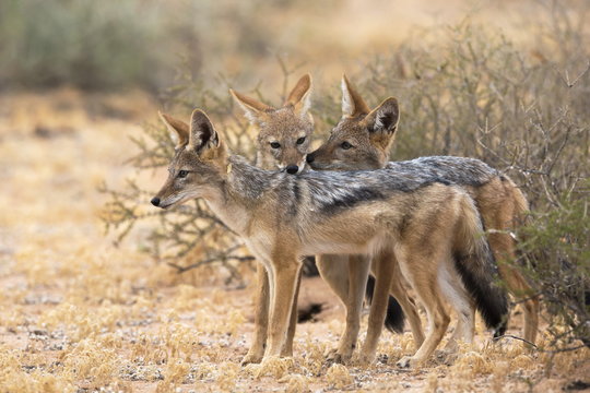 Blackbacked jackals (Canis mesomelas), Kgalagadi Transfrontier Park