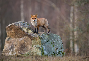 Red Fox On a Rock