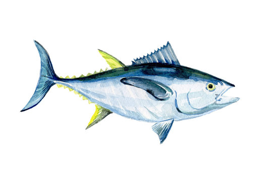 Watercolor Tuna Fish Isolated On A White Background Illustration.