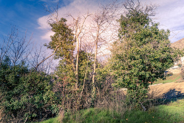trees on winter with montain, sun and clouds on background