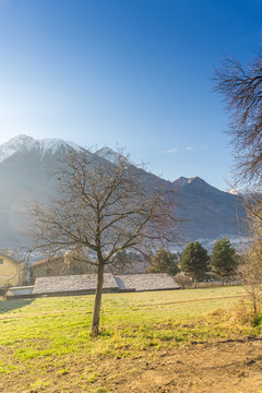 Trees On Winter With Montain, Sun And Clouds On Background