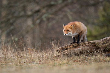 Red Fox Lookout on a dead tree