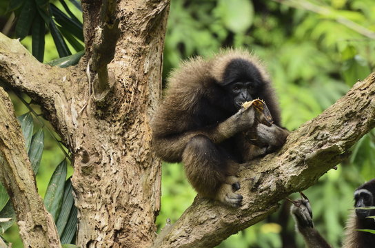 Bornean Gibbon (Hylobates muelleri), Lok Kawi Wildlife Park, Sabah, Borneo, Malaysia
