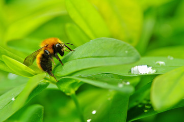 Fototapeta na wymiar Bee and water drops on green leaves