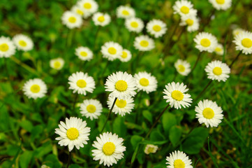 Obraz premium Field of camomile flowers
