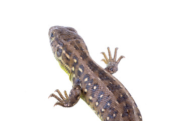 Lizard (Lacerta agilis) on a white background