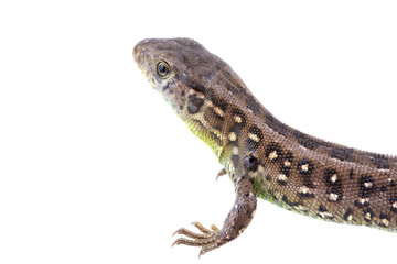 Lizard (Lacerta agilis) on a white background