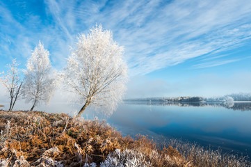 Winter Frost Tree Lake with Blue sky