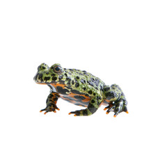 Frog (Bombina orientalis) on a white background