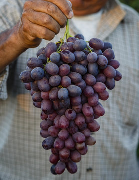 Grapes, San Joaquin Valley, California