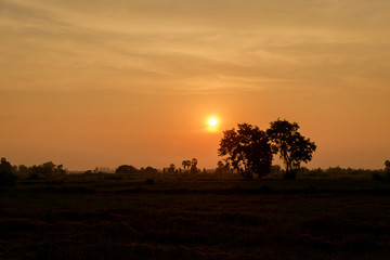 Fototapeta na wymiar Sunset on cornfield.