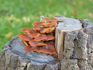 Samtfußrübling, Flammulina velutipes © M. Schuppich