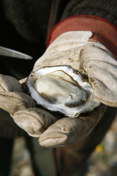 Man holding an open oyster, Jutland, Denmark