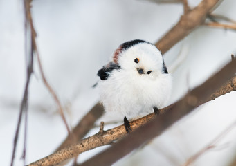 funny chubby white bird titmouse sitting in a winter forest