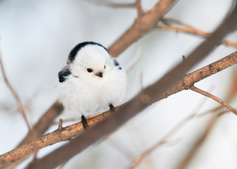 funny chubby white bird titmouse sitting in a winter forest